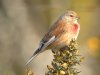 Linnet at Gunners Park (Steve Arlow) (108017 bytes)